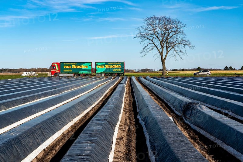 Agriculture on the Lower Rhine, early season, asparagus cultivation in spring, under plastic sheeting, foil tunnel, asparagus field, landscape under plastic sheeting, Walbeck, town of Geldern, North Rhine-Westphalia, Germany, Europe
