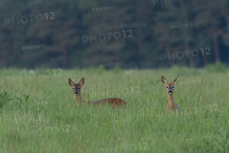 Roe deer (Capreolus capreolus) adult male buck and female doe animal in a farmland grass field in the summer, Suffolk, England, United Kingdom, Europe