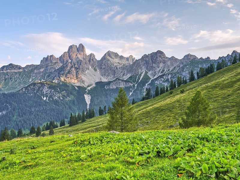 Alpine meadow in front of the large Bischofsmütze, Gosaukamm, Dachstein massif, Sulzenalm, Filzmoos, Pongau, Salzburg, Austria, Europe