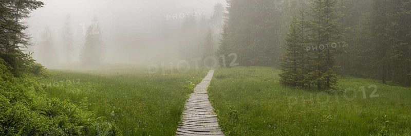 Hühnermoos on a cloudy day with fog, a high moor at Söllereck near Oberstdorf, AllgÃ¤u Alps, AllgÃ¤u, Bavaria, Germany, Europe