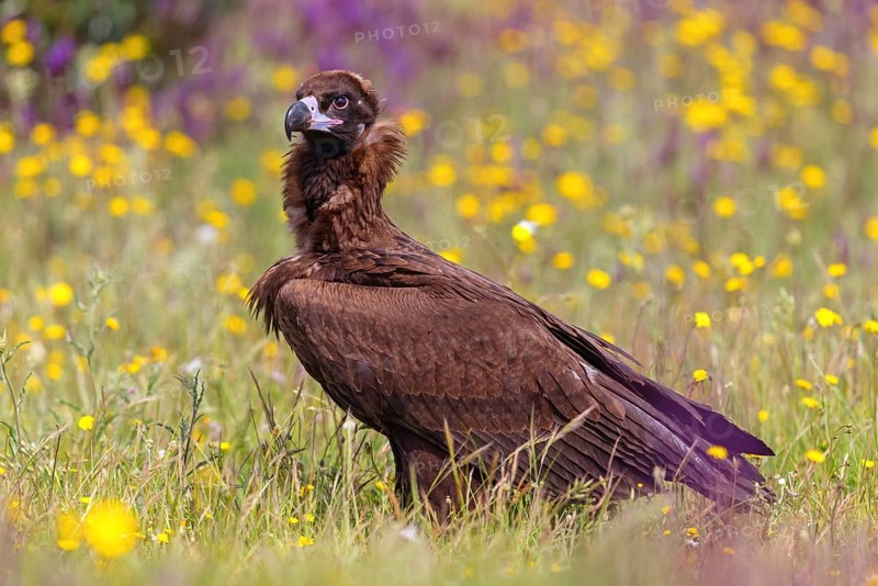 Monk Vulture, Monk Vulture, Black Vulture, (Cinereous Vulture), Aegypius monachus, Vautour moine, Buitre Negro, Monfragüe, Calera Y Chozas, Extremadura, Spain, Europe
