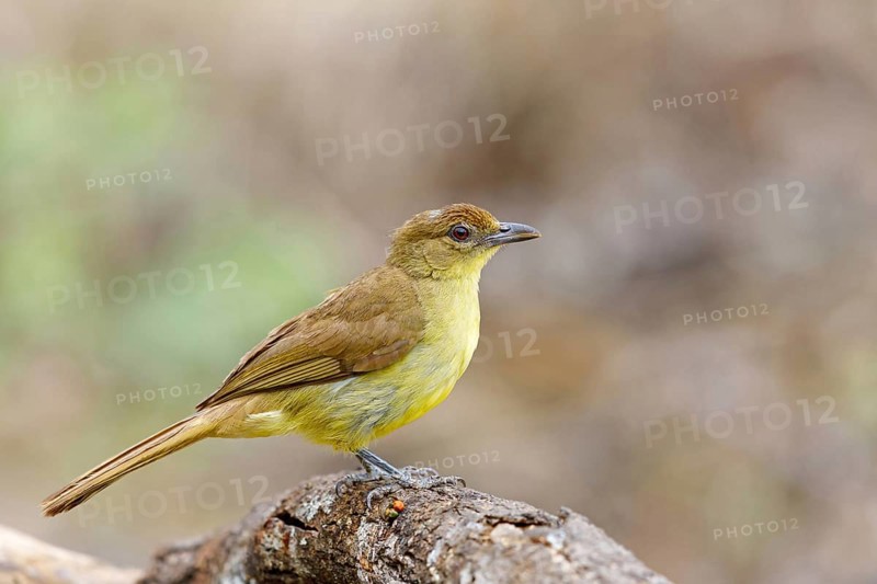 Yellow-bellied greenbul (Chlorocichla flaviventris), Mkuze Game Reserve, Mkuze, KwaZulu-Natal, South Africa, Africa