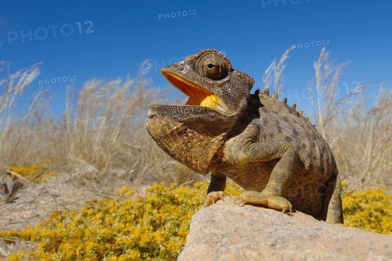 Namaqua chameleon, desert chameleon, lizard, (Chamaeleo mamaquensis), Namibia, Africa