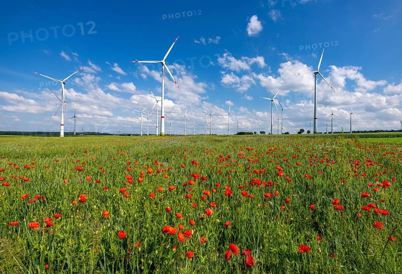 Wind farm, field with flower strips, insect-friendly border of fields with mixed flowers, poppies, north of Marsberg, Hochsauerlandkreis, North Rhine-Westphalia, Germany, Europe