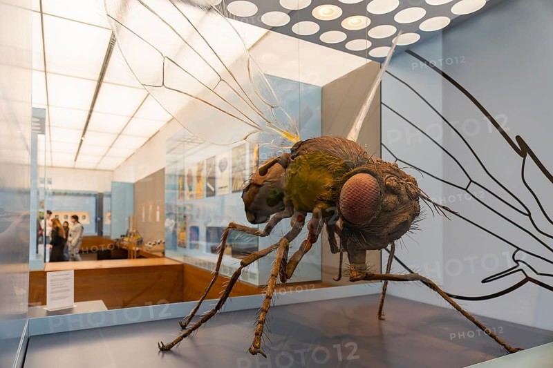 Founded in 1912, the Deutsches Hygiene-Museum is a museum in Dresden. It sees itself as a public forum for science, culture and society. Drosophila melanogaster, fruit fly magnified 500 times