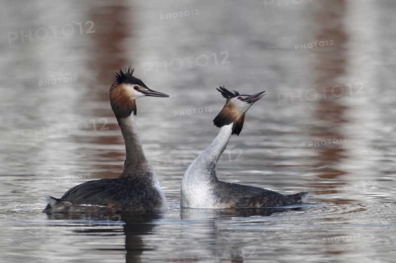 Great Crested Grebe (Podiceps cristatus), pair, courtship, mating dance, swimming on lake, Phoenix Lake, Dortmund, Germany, Europe