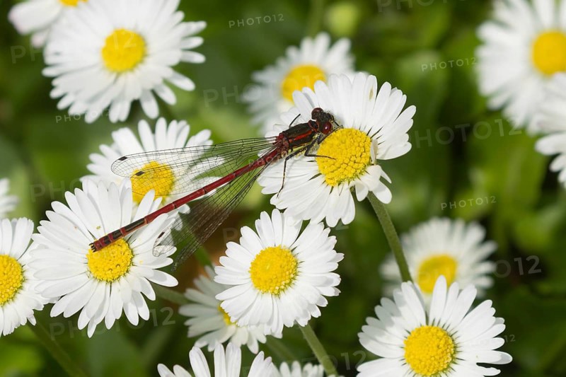 Large red damselfly (Pyrrhosoma nymphula) adult insect resting on white daisy flowers on a garden lawn, Suffolk, England, United Kingdom, Europe