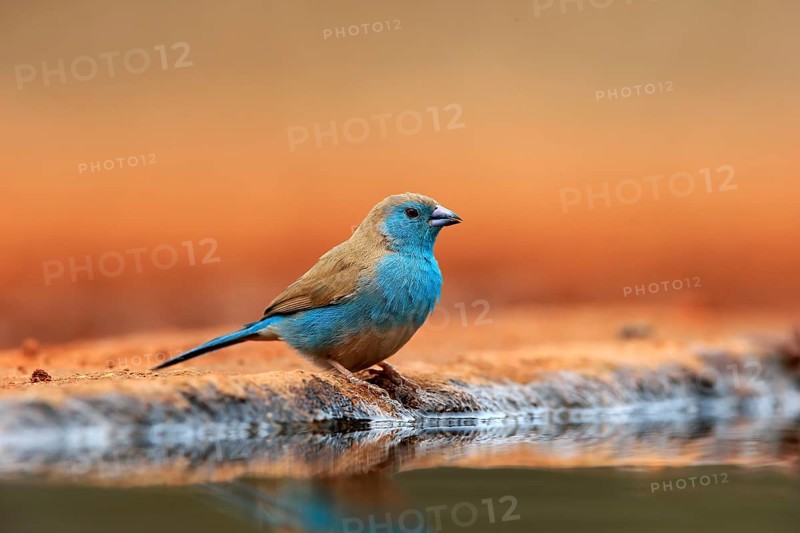Blue waxbill (Uraeginthus angolensis), Angola butterfly finch, adult, at the water, Kruger National Park, Kruger National Park, Krugerpark, South Africa, Africa