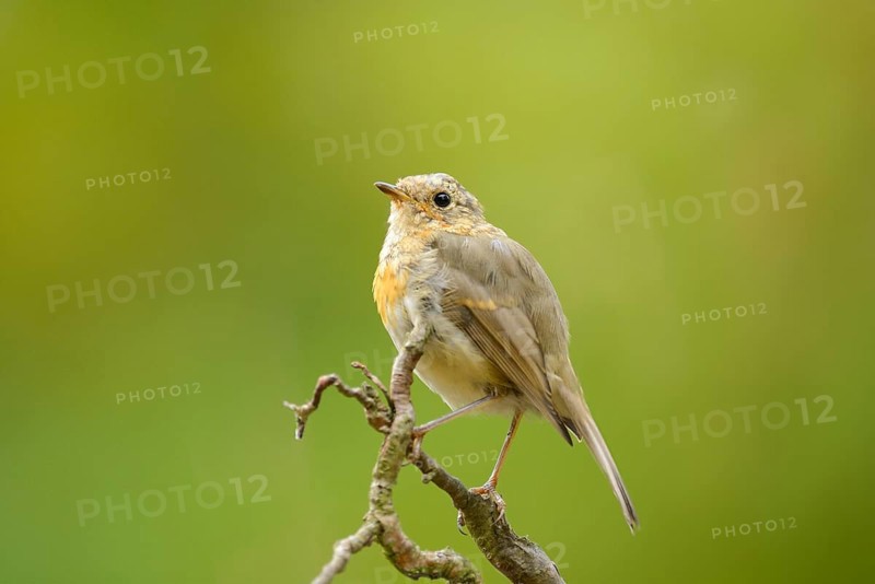Close-up of a European Robin (Erithacus rubecula) sitting on a limb, Germany, Europe