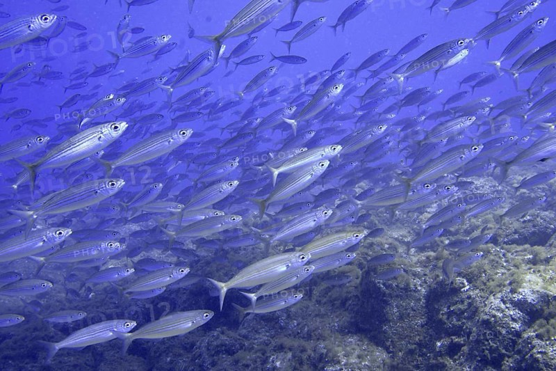 A large school of striped fish, boops boops, swim in the deep blue underwater world. Dive site Las Rosas, Las Galletas, Tenerife, Canary Islands, Spain, Europe