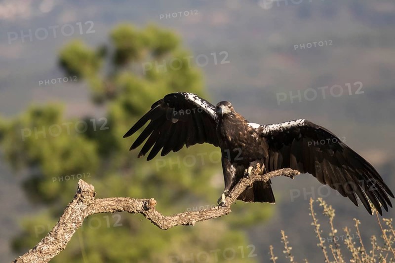 Iberian Eagle (Aquila adalberti), Spanish imperial eagle, Extremadura, Castilla La Mancha, Spain, Europe