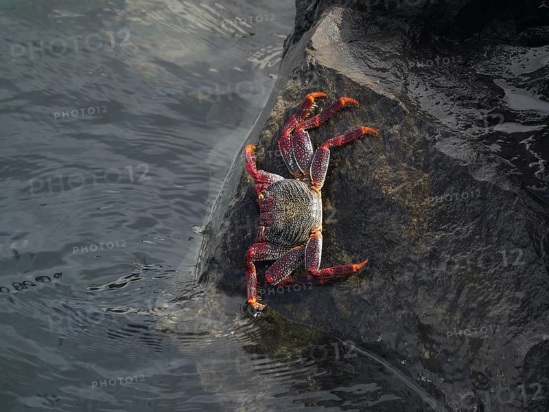 A red rock crab (Grapsus adscensionis) climbs over a wet rock at the water's edge. Puerto de Santiago, Tenerife, Canary Islands, Spain, Europe