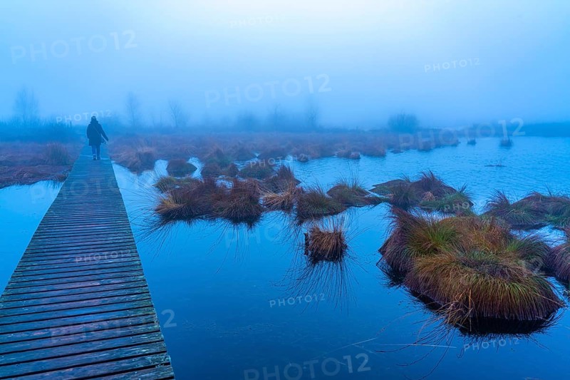 The High Fens nature park Park, in the German-Belgian border region near Eupen, winter, fog, wooden plank paths south of the N67, near Ternell, Eupen, Belgium, Europe