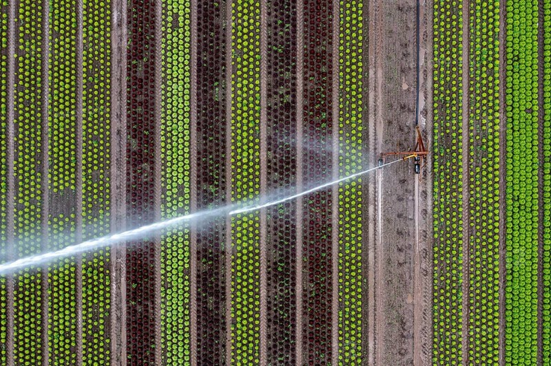 A field is artificially irrigated, water is sprayed onto the field via an irrigation system, field with different lettuce plants, in different stages of growth, North Rhine-Westphalia, Germany, Europe