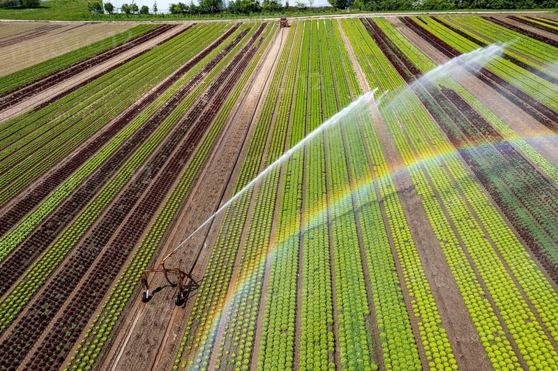 A field is artificially irrigated, water is sprayed onto the field via an irrigation system, field with different lettuce plants, in different stages of growth, North Rhine-Westphalia, Germany, Europe