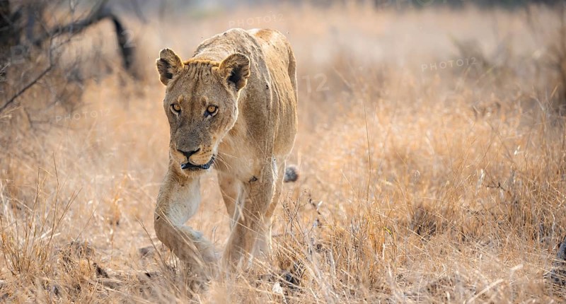 Lion (Panthera leo), adult female, walking through dry grass, African savannah, Kruger National Park, South Africa, Africa