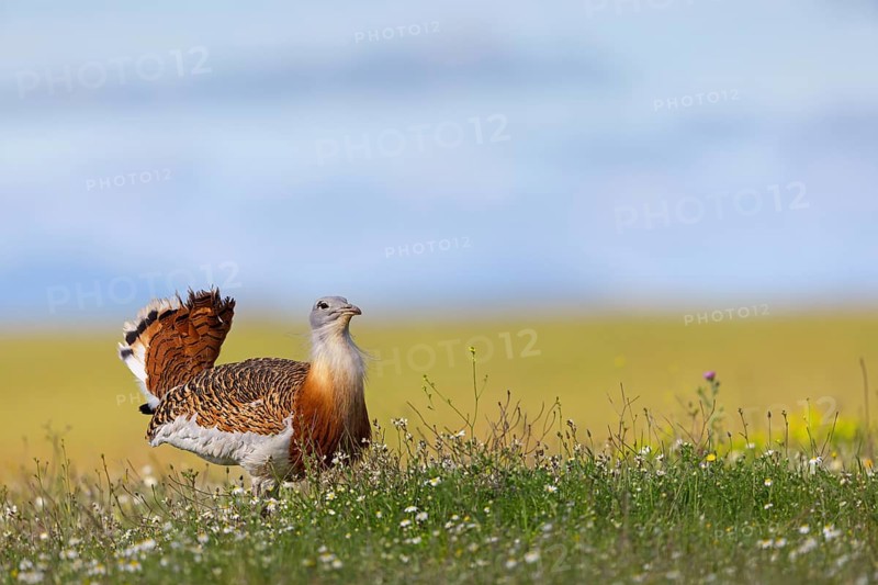 Great bustard (Otis tarda), Outarde barbue, Avutarda Comun, Spain, Toledo, Hides De Calera / Great Bustard, Calera Y Chozas, Castilla La Mancha / Toledo, Spain, Europe