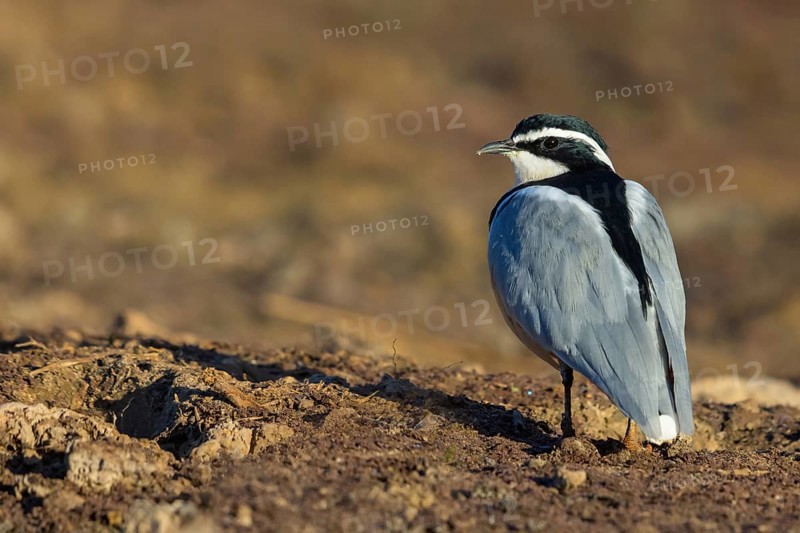 Crocodile-bird, (Pluvianus aegytpticus), Crocodile-bird, Egyptian Plover, Pluvian fluviatile, Pluvial, Njau area, Njau, North Bank, Gambia, Africa