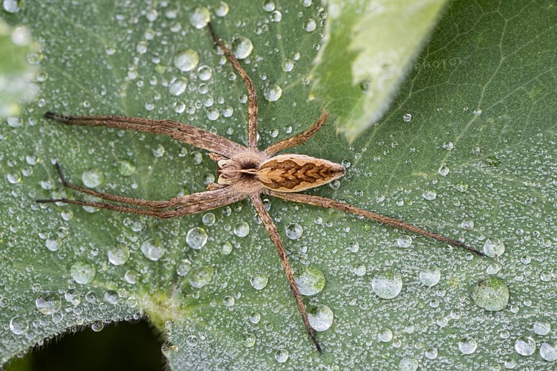 Nursery web spider (Pisaura mirabilis), Emsland, Lower Saxony, Germany, Europe