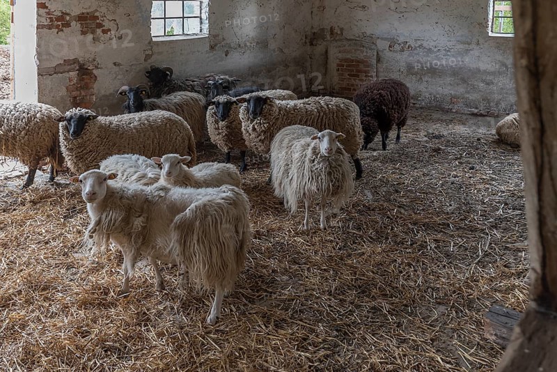 Sheep in a straw-bedded barn, Soay sheep in the front, no longer need to be shorn, black-headed sheep in the back, Mecklenburg-Western Pomerania, Germany, Europe