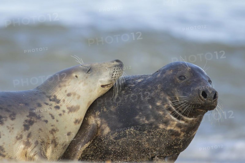 Grey seal (Halichoerus grypus) two adult animals on a seaside beach with one resting its head on the others back, Norfolk, England, United Kingdom, Europe