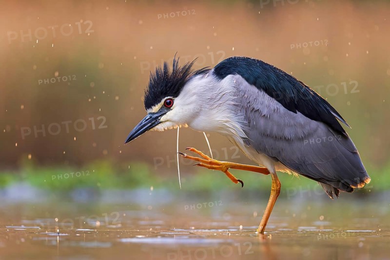 Black crowned night heron (Nycticorax nycticorax) hunting, fishing, sunrise, rainy weather, plumage care, plumage plumage, decorative feathers, shallow water zone, shore zone, reed belt, morning light, Kiskunsag National Park, Hungary, Europe