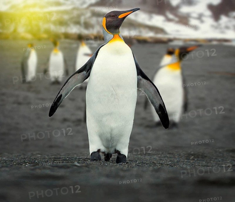 A penguin colony in Antarctica, portrait of a king penguin in the antarctic