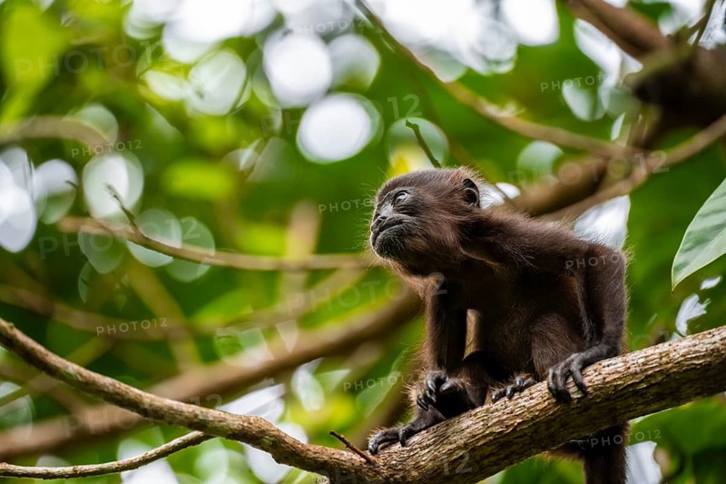 Juvenile mantled howler (Alouatta palliata) sitting in a tree, Cahuita National Park, Costa Rica, Central America