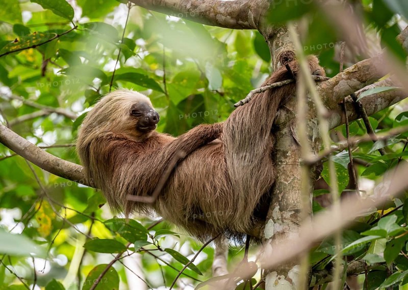 Hoffmann's two-toed sloth (Choloepus hoffmanni) on a branch, Cahuita National Park, Costa Rica, Central America