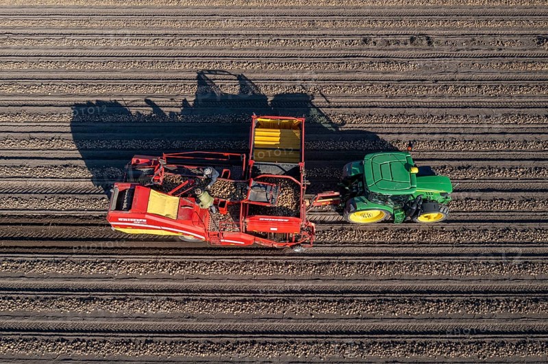 Potato harvesting, so-called split harvesting method, first the tubers are taken out of the ground with a row planter, then, after a short drying phase, collected with a bunker harvester and loaded, North Rhine-Westphalia, Germany, Europe