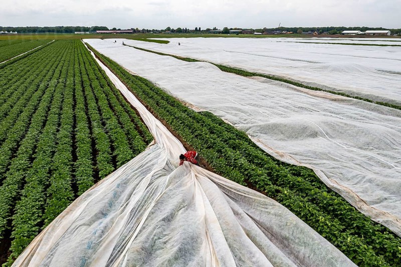 Potato field, fleece cover is removed, the fleece is intended to protect against weather influences, pests, hailstorms in spring and supports growth at low temperatures, here early potatoes, 6 weeks after planting, a good 3 weeks until harvest, North Rhine-Westphalia, Germany, Europe
