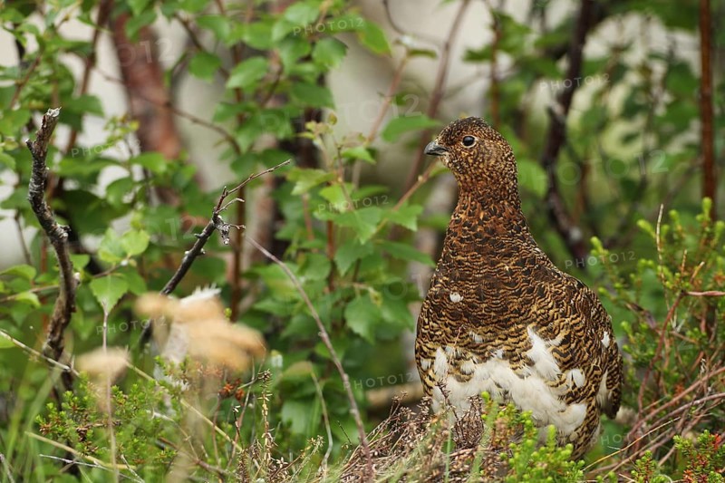 Willow ptarmigan (Lagopus lagopus) Hen, Lofoten, Norway, Scandinavia, Europe