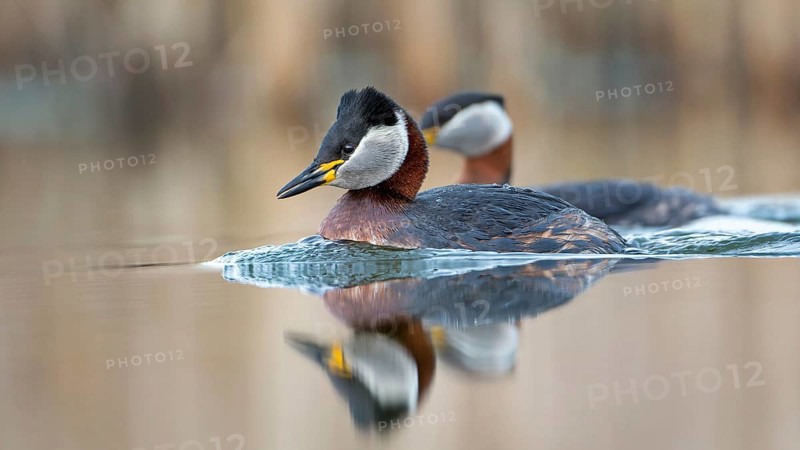 Red-necked Grebe (Podiceps grisegena) grebe, pair, mating, courtship, swimming, Middle Elbe Biosphere Reserve, Saxony-Anhalt, Germany, Europe