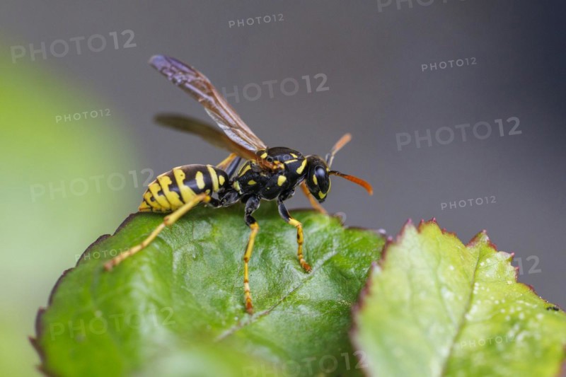 Field wasp (Polistes dominula), Germany, Europe