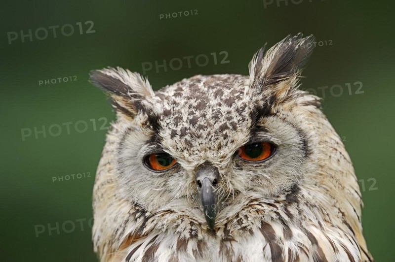 Bengal Eagle Owl or Indian Eagle Owl (Bubo bengalensis, Bubo bubo bengalensis), portrait, captive, occurrence in Asia