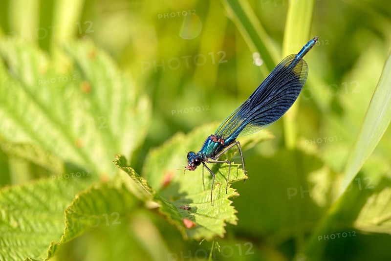 Banded demoiselle (Calopteryx splendens) sitting on a green leaf, with prey in mouthparts, North Rhine-Westphalia, Germany, Europe