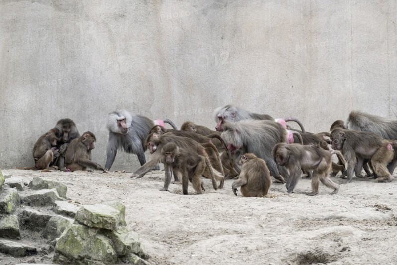 Hamadryas baboons (Papio hamadryas), Emmen Zoo, Netherlands