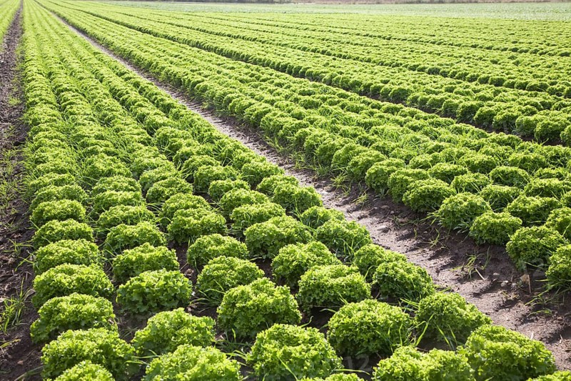 Lettuce crop growing in field near Hollesley, Suffolk, England, United Kingdom, Europe