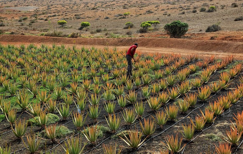 Aloe vera plants commercial cultivation, Tiscamanita, Fuerteventura, Canary Islands, Spain, Europe