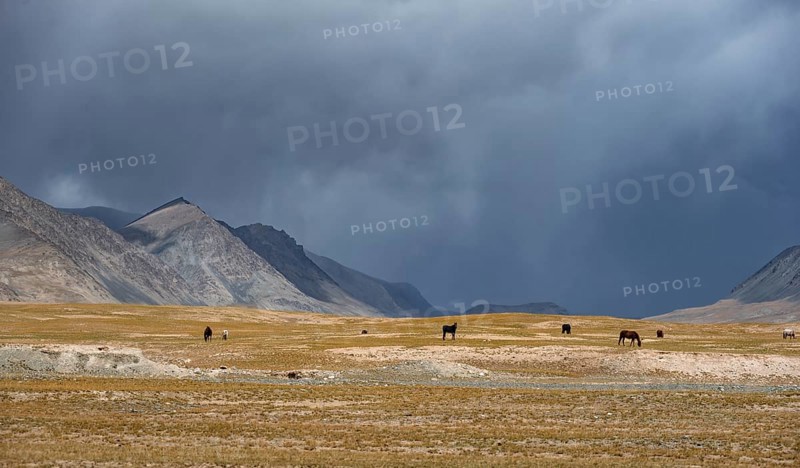 Herd of horses on a plateau, Ak Shyrak Mountains, near Kumtor, Kara-Say, Tian Shan, Kyrgyzstan, Asia
