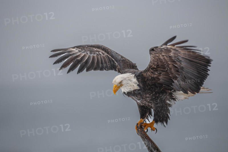 Bald eagle, Haliaeetus leucocephalus, sitting, winged, adult, winter, Homer, Alaska, USA, North America