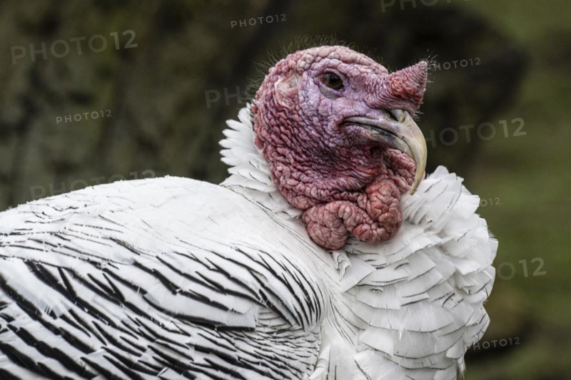 Cröllwitz turkeys (Meleagris gallopavo f. domestica), portrait, Nordhorn Zoo, Lower Saxony, Germany, Europe