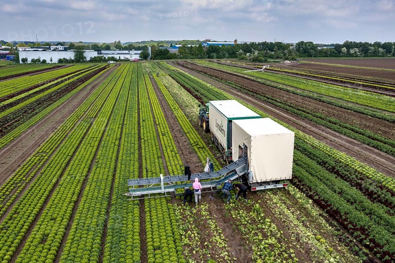 Harvesting Lollo Bianco lettuce, harvest workers cut off the lettuce heads, clean them and put them in boxes, they are washed in the trailer and packed for the customers, North Rhine-Westphalia, Germany, Europe