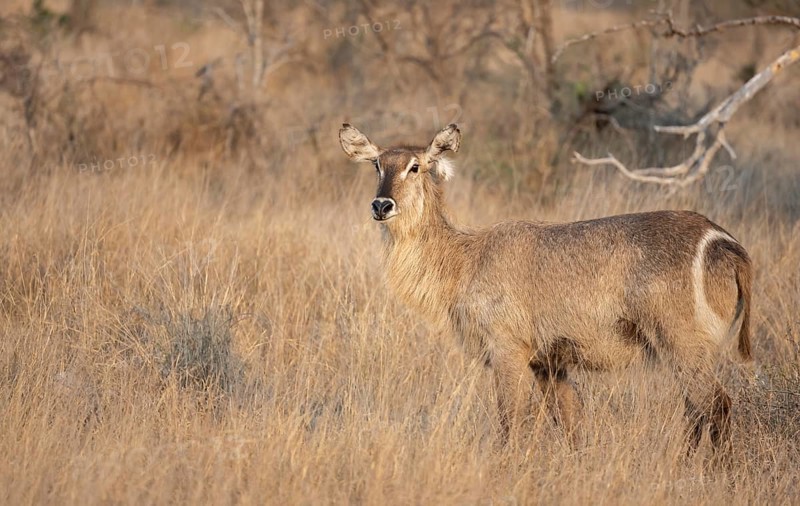 Ellipsen waterbuck (Kobus ellipsiprymnus), adult female in dry grass, Kruger National Park, South Africa, Africa