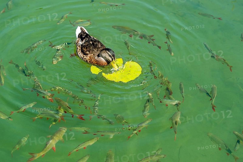 Female mallard (Anas platyrhynchos) eating the leaf of a European white water lily (Nymphaea alba), with carp (Cyprinidae) of the species common roach (Rutilus rutilus) and common rudd (Scardinius erythrophthalmus) circling below, Klostersee at Seeon Monastery, Upper Bavaria, Bavaria, Germany, Europe