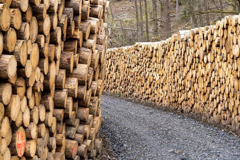 Felled, stacked spruce trunks, forest dieback in the Arnsberg Forest nature park Park, over 70 per cent of the spruce trees are diseased, damaged, mostly by the bark beetle, which was able to spread due to drought and heat, climate change, near Hirschberg, North Rhine-Westphalia, Germany, Europe