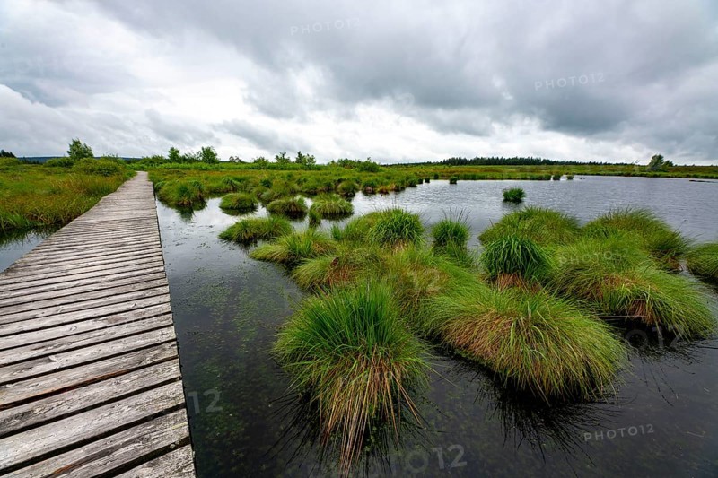The High Fens, Brackvenn, raised bog, wooden plank hiking trail, in Wallonia, Belgium, on the border with Germany, Europe