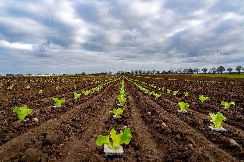 Lettuce plants, in press pots, they are planted in a field with a planting machine, agriculture, spring