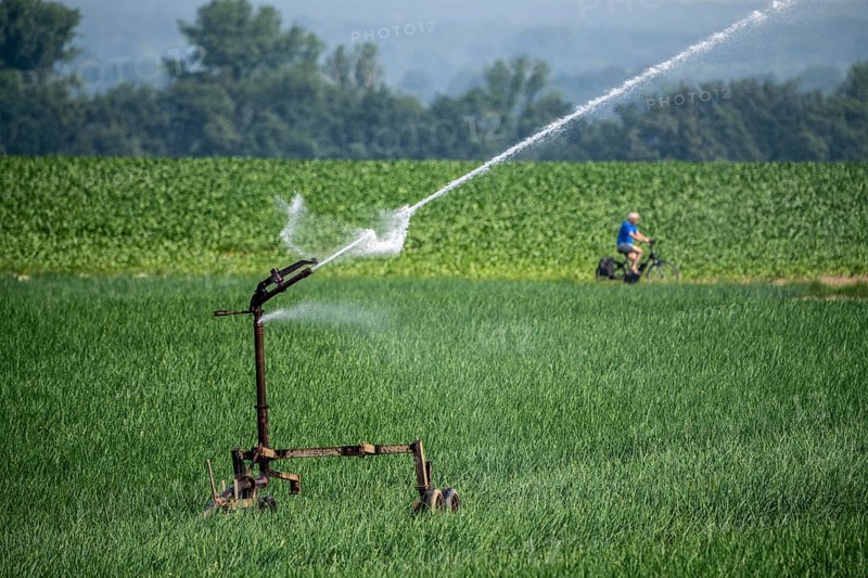 A field with onions is artificially irrigated, water is sprayed onto the field via a sprinkler system, North Rhine-Westphalia, Germany, Europe