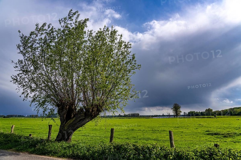 Bislicher Insel, nature reserve on the Lower Rhine near Xanten, formed from old Rhine arms, gravel and quarry ponds, great biodiversity, and near-natural floodplain landscape, North Rhine-Westphalia, Germany, Europe